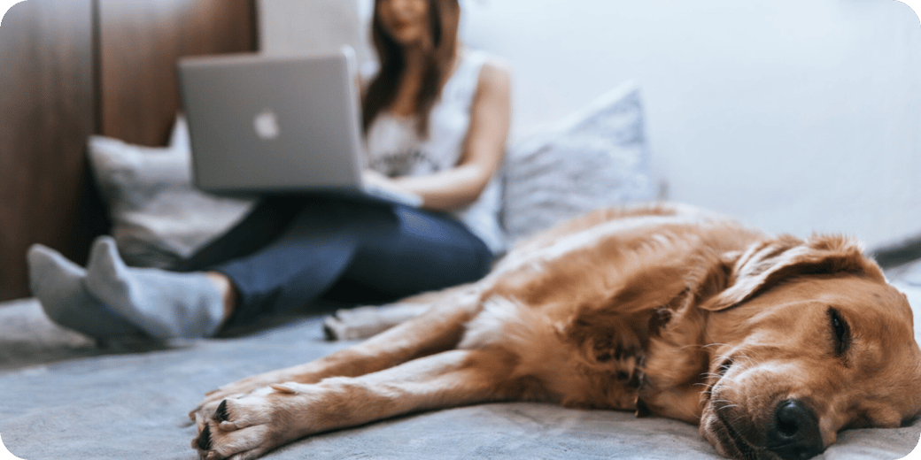 May Insurance NL - Pet Insurance